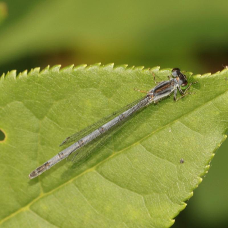 Photo of Eastern Forktail