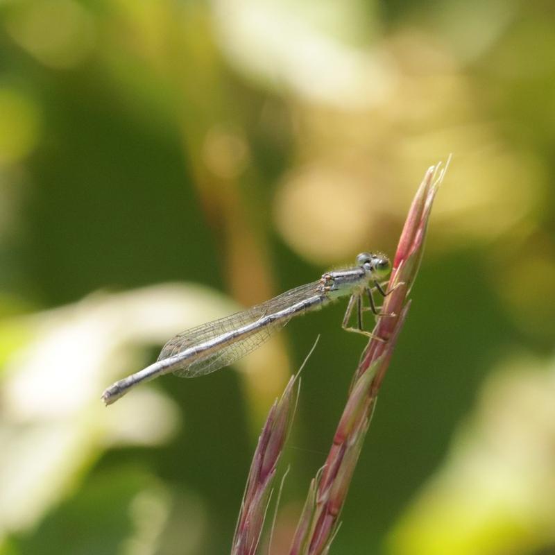 Photo of Eastern Forktail