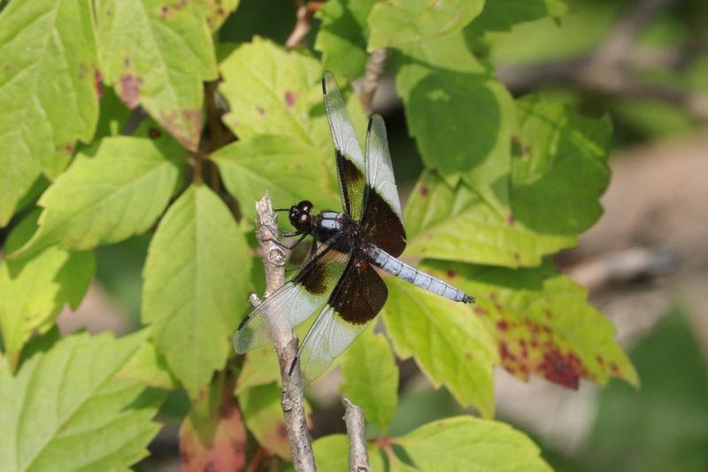 Photo of Widow Skimmer