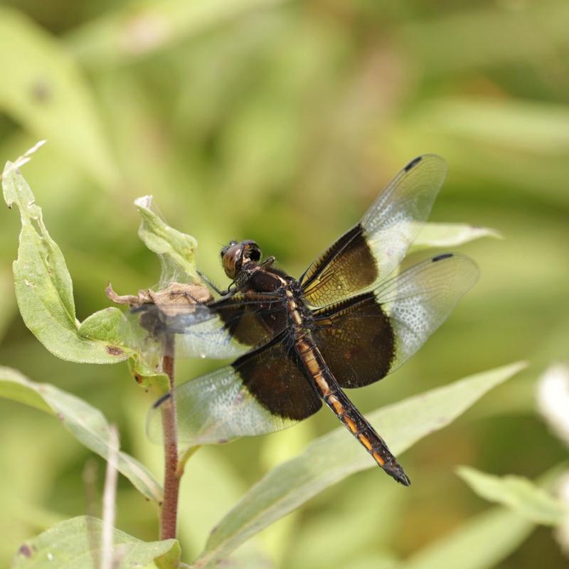 Photo of Widow Skimmer