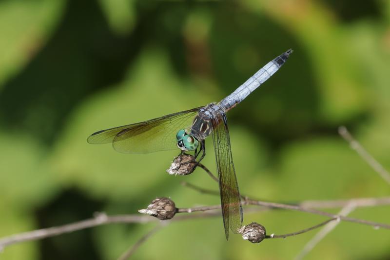 Photo of Blue Dasher