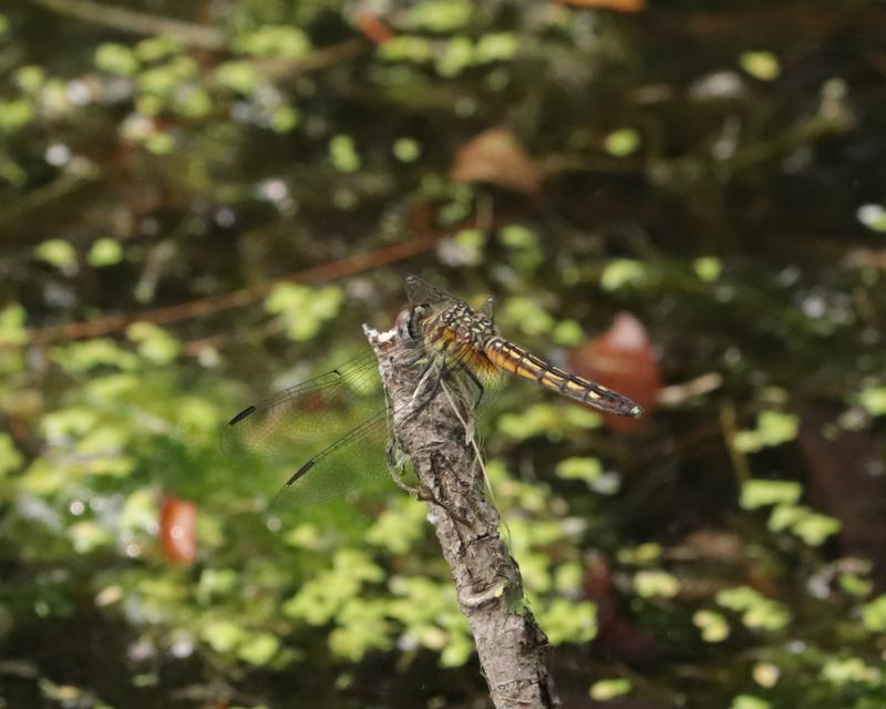 Photo of Blue Dasher