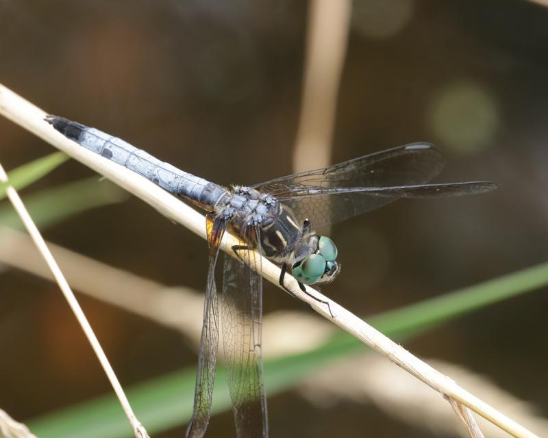 Photo of Blue Dasher