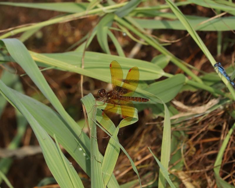 Photo of Eastern Amberwing