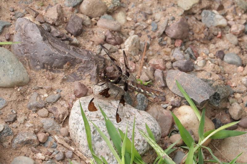 Photo of Common Whitetail