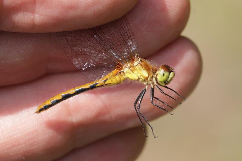 Photo of White-faced Meadowhawk
