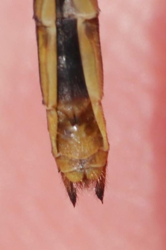 Photo of White-faced Meadowhawk