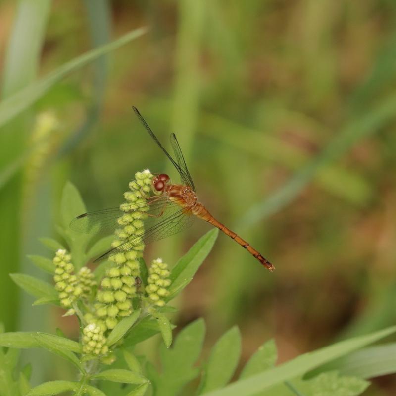 Photo of Autumn Meadowhawk