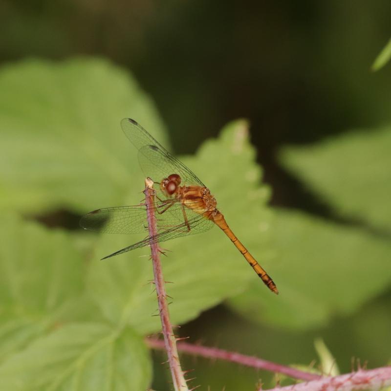 Photo of Autumn Meadowhawk