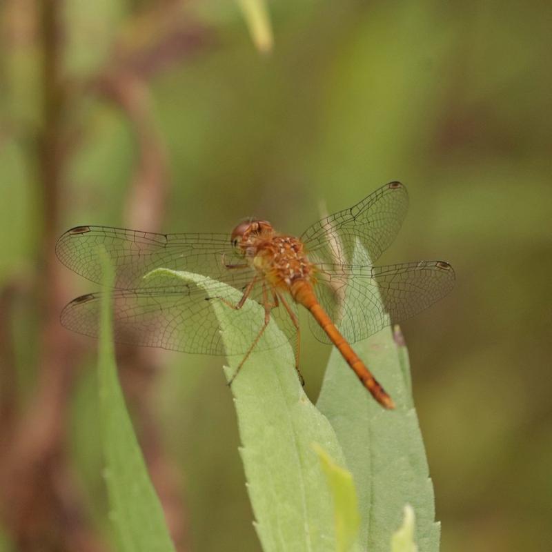 Photo of Autumn Meadowhawk