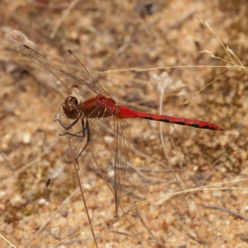 Photo of White-faced Meadowhawk
