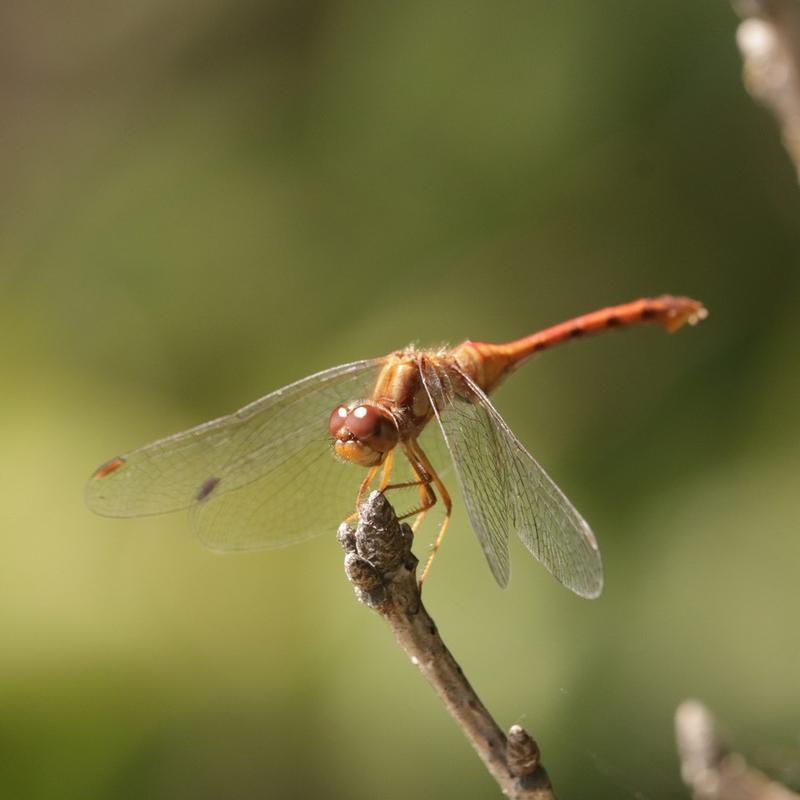 Photo of Autumn Meadowhawk