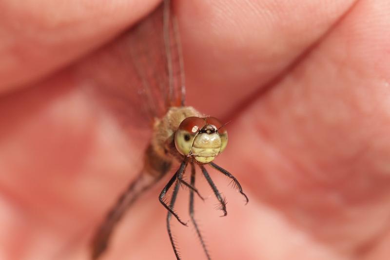 Photo of White-faced Meadowhawk