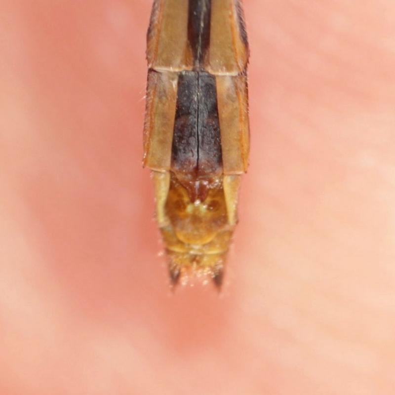 Photo of White-faced Meadowhawk