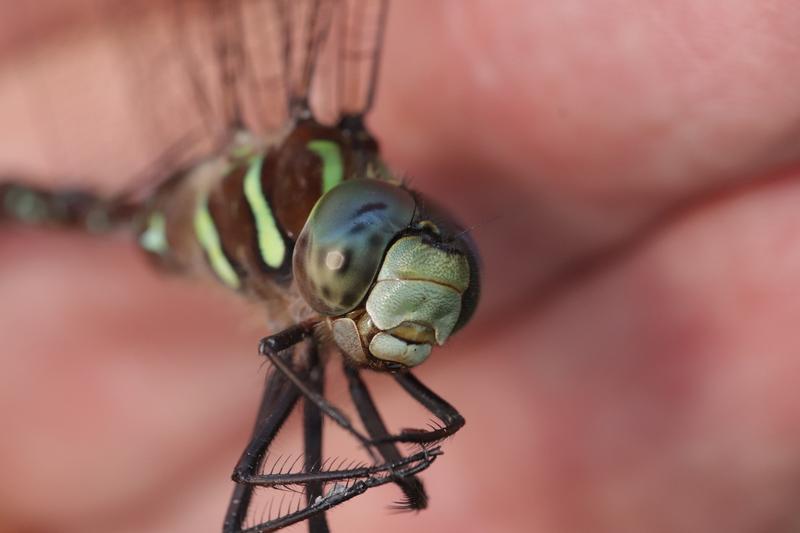 Photo of Shadow Darner