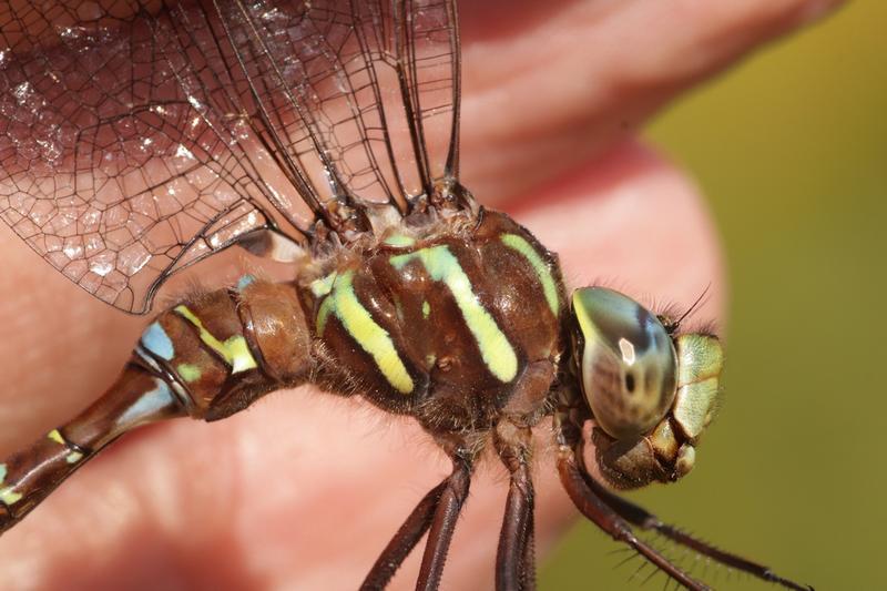Photo of Shadow Darner