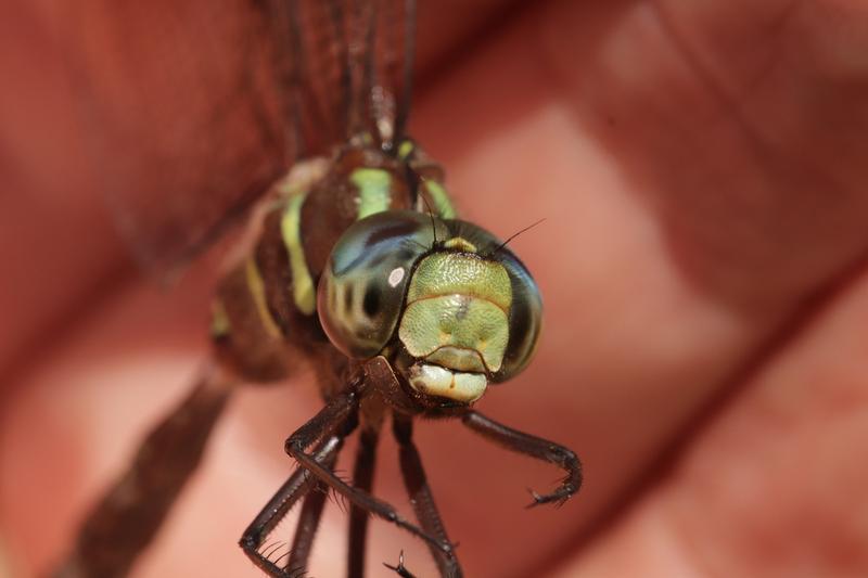 Photo of Shadow Darner