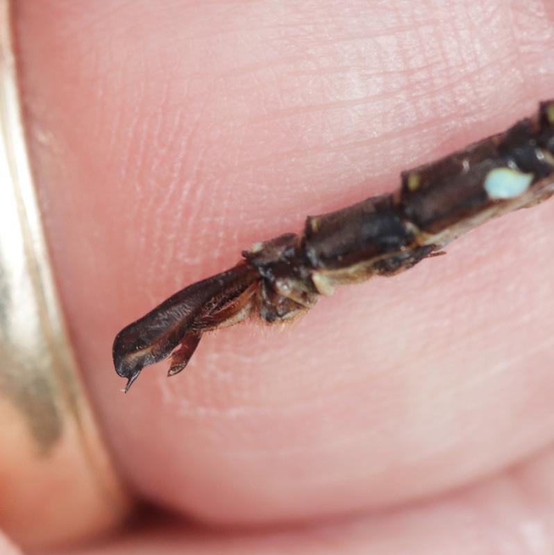 Photo of Shadow Darner