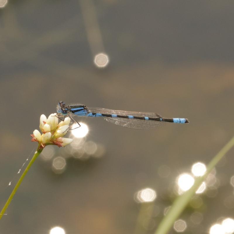 Photo of Tule Bluet