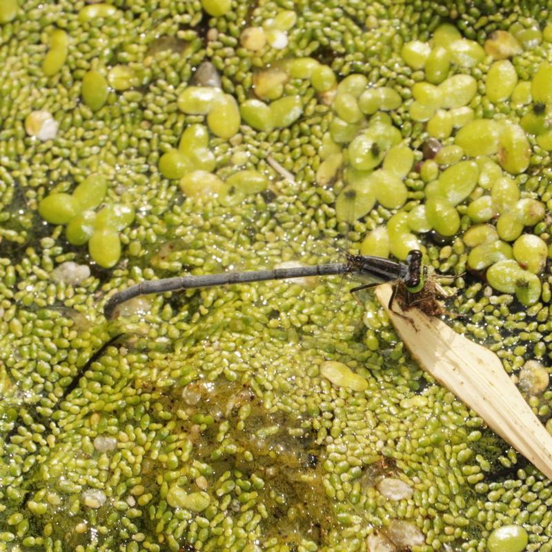 Photo of Eastern Forktail