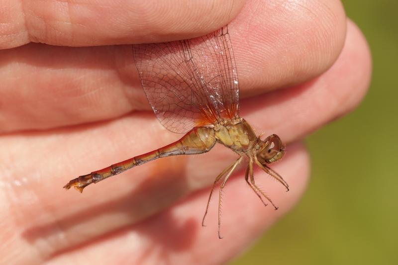 Photo of Autumn Meadowhawk