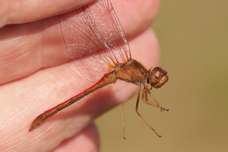 Photo of Autumn Meadowhawk