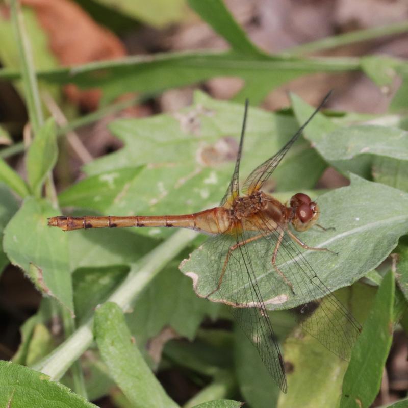 Photo of Autumn Meadowhawk