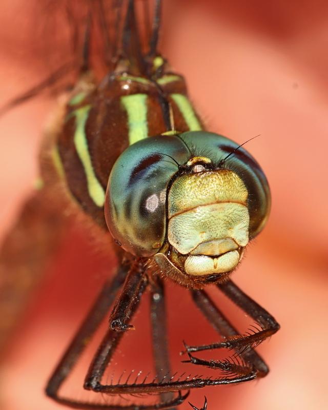 Photo of Shadow Darner