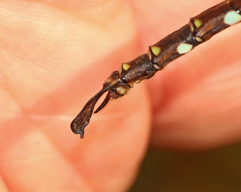 Photo of Shadow Darner