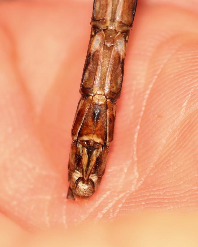 Photo of Shadow Darner