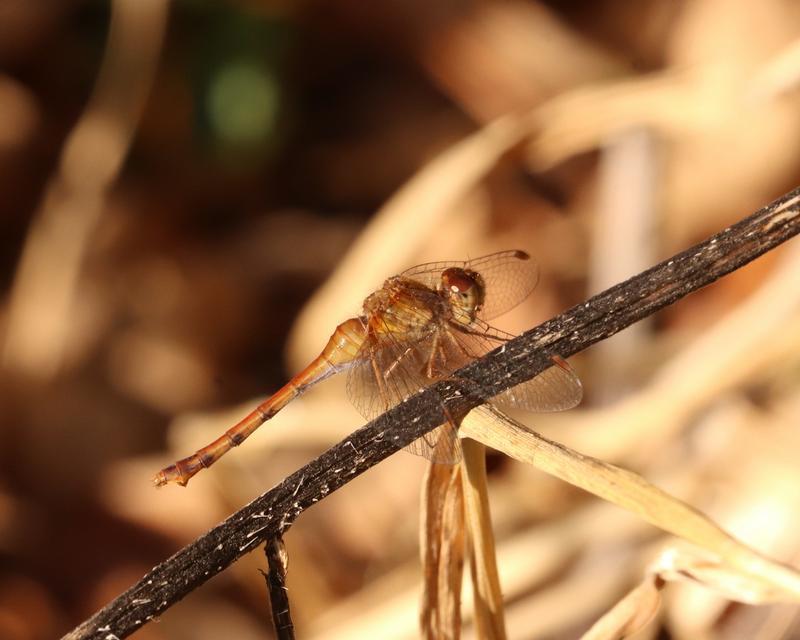 Photo of Autumn Meadowhawk