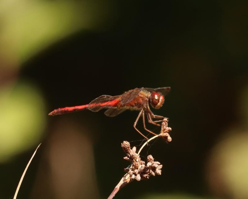 Photo of Autumn Meadowhawk