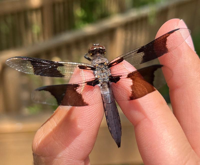 Photo of Common Whitetail
