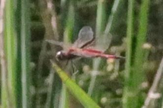 Photo of Striped Saddlebags