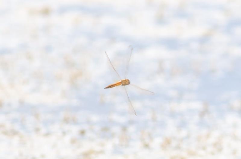 Photo of Wandering Glider
