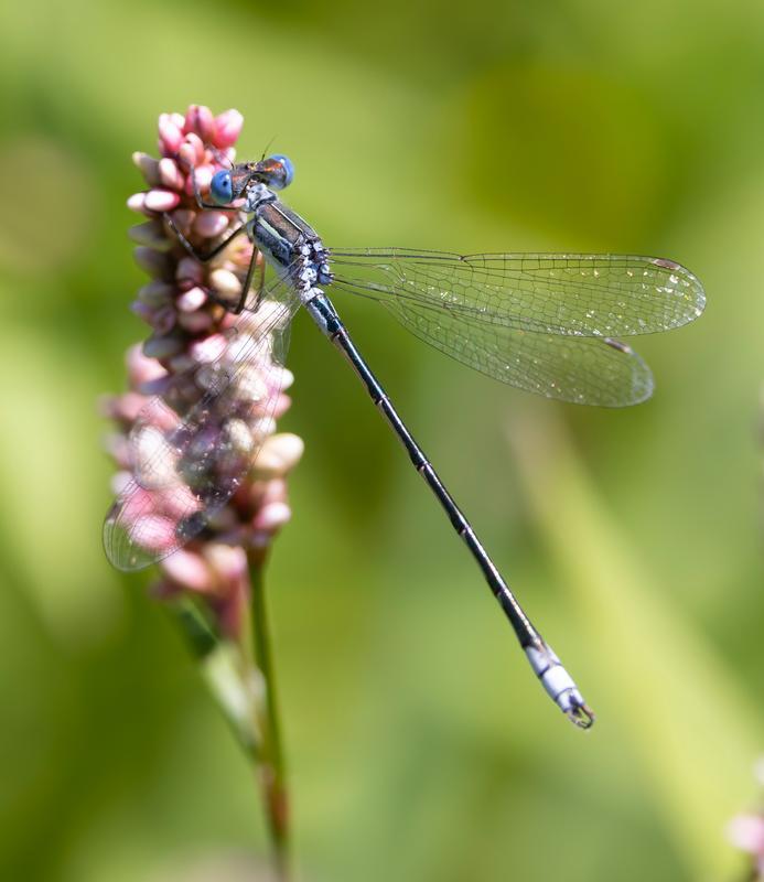 Photo of Lyre-tipped Spreadwing