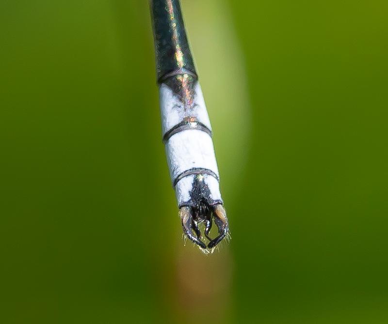 Photo of Lyre-tipped Spreadwing