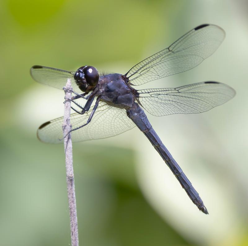 Photo of Slaty Skimmer