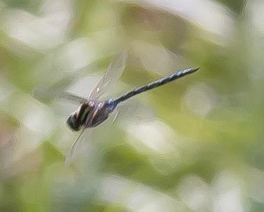 Photo of Black-tipped Darner
