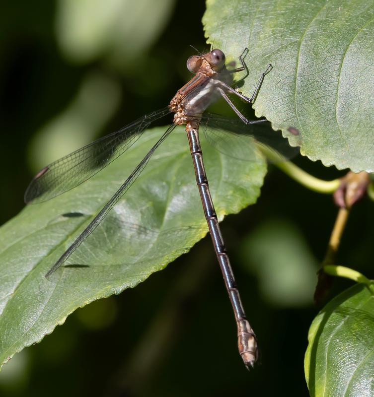 Photo of Great Spreadwing