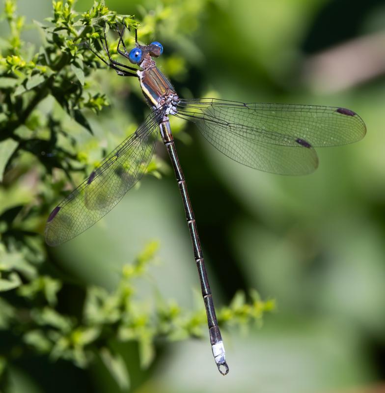 Photo of Great Spreadwing