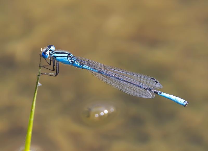 Photo of Azure Bluet