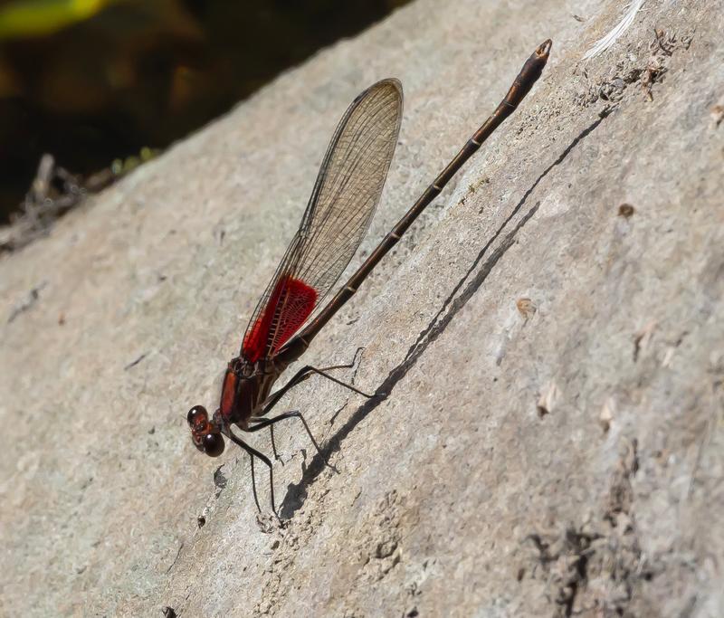 Photo of American Rubyspot