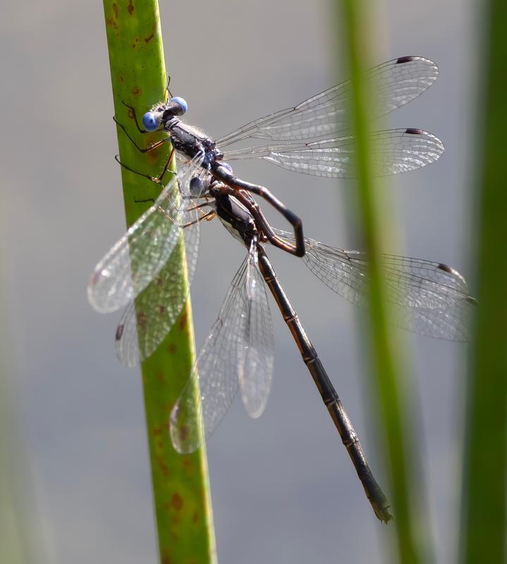 Photo of Spotted Spreadwing