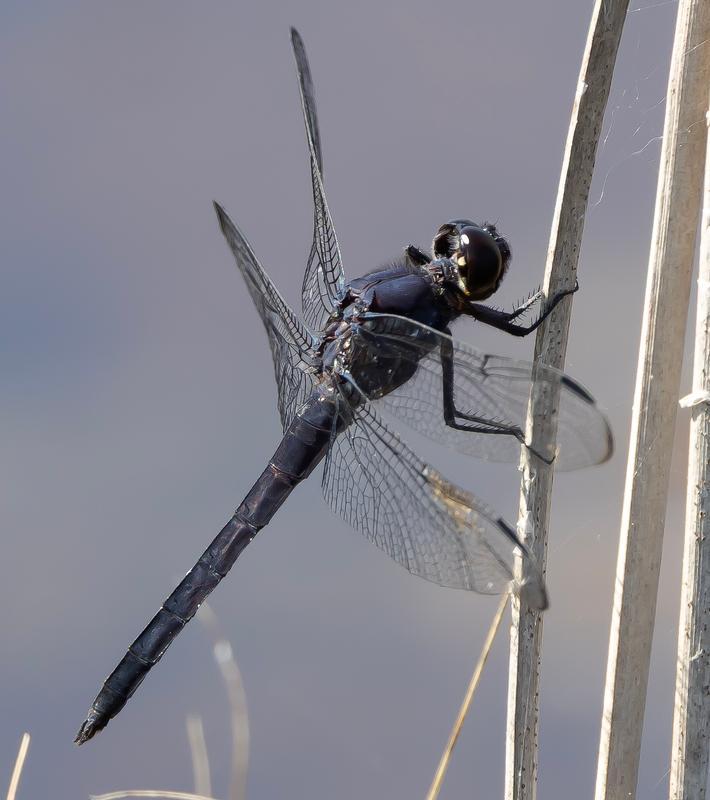 Photo of Slaty Skimmer