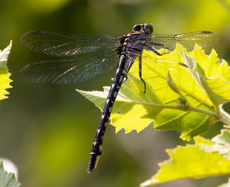 Photo of Arrow Clubtail