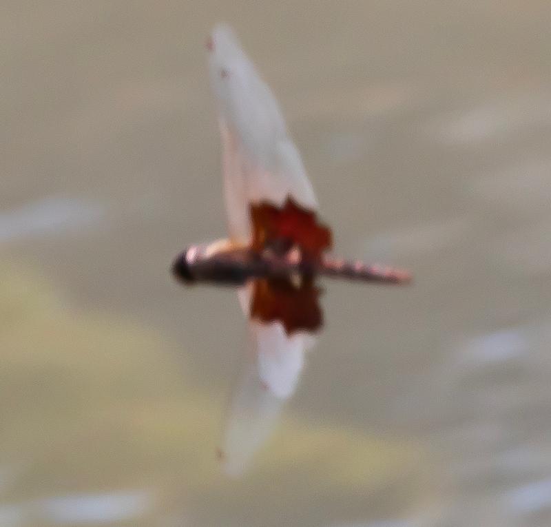 Photo of Carolina Saddlebags