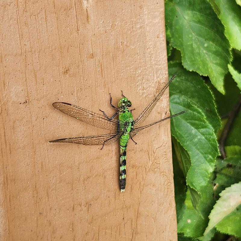 Photo of Eastern Pondhawk