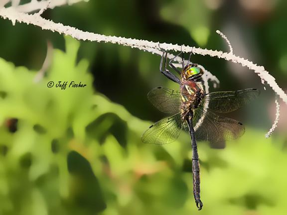 Photo of Hine's Emerald