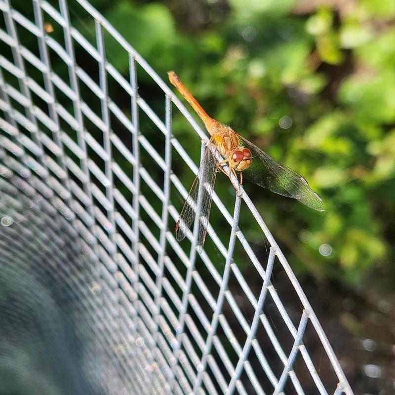 Photo of Autumn Meadowhawk